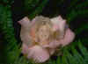 PINKROS2.JPG (18175 bytes)